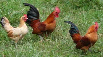 rooster-58884_960_720