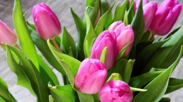 flower-2111554_960_720