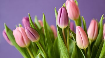 tulips-320151_960_720
