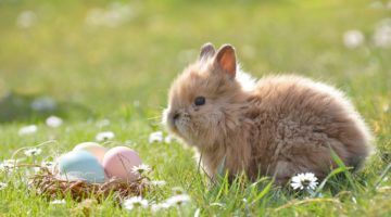 easter-2197043_1280