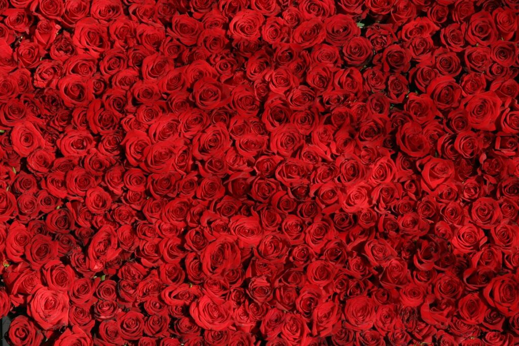 rose-374318_1920