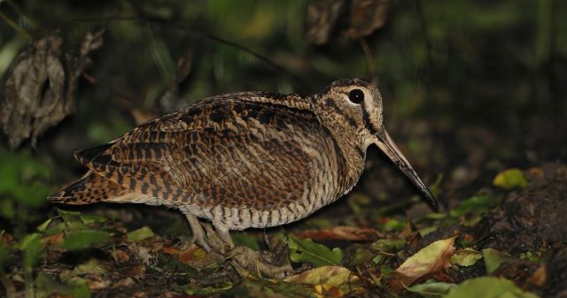 SLONKA-C.Korkosz_7672