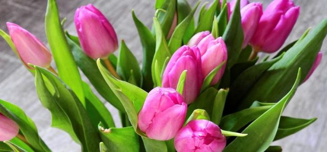 flower-2111554_960_720