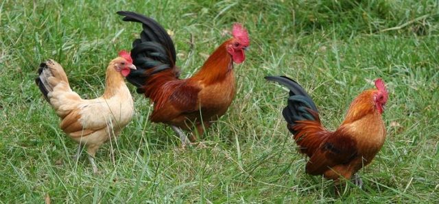 rooster-58884_960_720