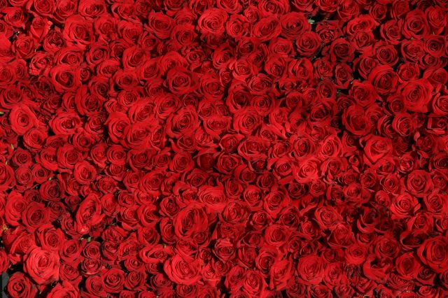 rose-374318_1920