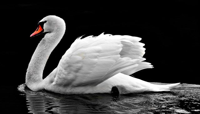swan-2107052_1280