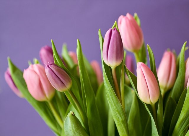 tulips-320151_960_720