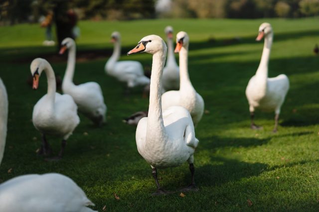 white-swans-resting-green-grass-park-beautiful-swans-lifestyle-1536x1024